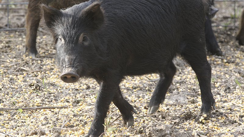 Feral hogs will be removed by aerial methods in southeast Arkansas near McGehee.