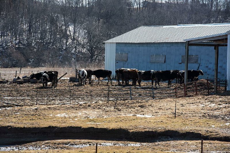 Cattle stand on a farm near Loganville, Wis. Few agricultural states have been hit harder than Wisconsin during the downturn. 