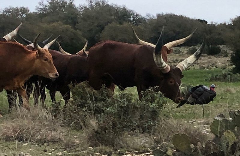 A herd of Watusi cattle check out a turkey decoy near Joe Volpe and John Volpe. 