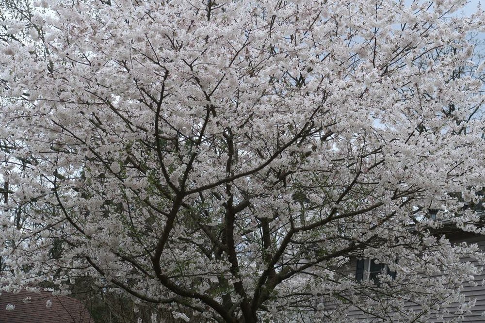 Flowering Cherry Trees are Blooming Now