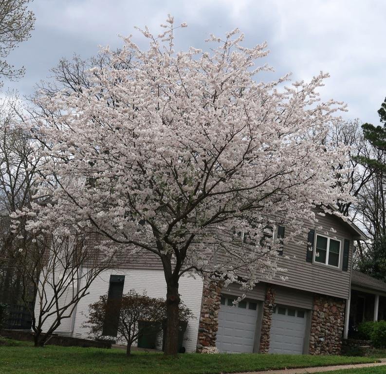 Flowering Cherry Trees are Blooming Now