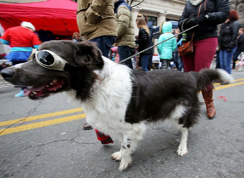 Leo wears his “doggles” while marching in the 2018 Barkus on Main Mardi Gras Dog Parade. 