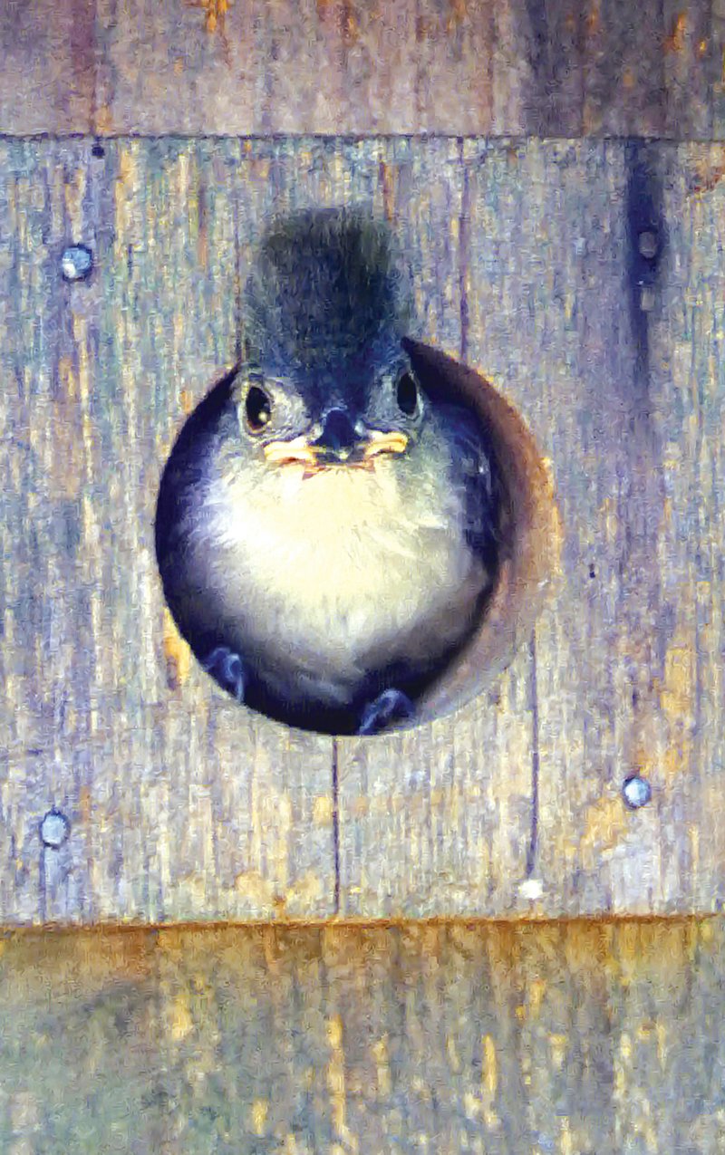 A fledgling tufted titmouse peeks out from the nest box in which it hatched in a backyard near Benton.