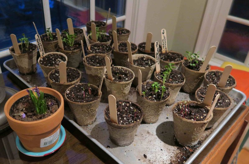 Seedlings started indoors fare better when moved outdoors in stages Place them outside in shade for a few hours each day for a week or two, gradually increasing their time outside. (Special to the Democrat-Gazette/JANET B. CARSON)