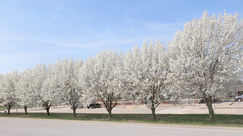 A line of Bradford pear trees is seen in Gravette on March 28, 2015. Fayetteville urban foresters are encouraging city residents to chop down their invasive trees and replace them with native ones.