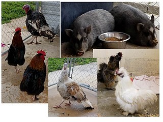 Springerville Animal Animals make surprise appearance at Springdale school | Northwest ...