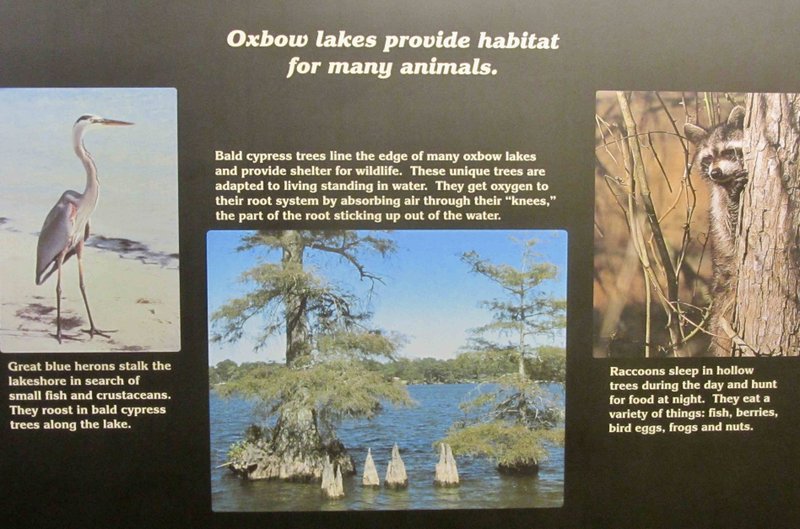 Displays in the visitor center of Lake Chicot State Park highlight wildlife along North America's largest oxbow lake. (Special to the Democrat-Gazette/MARCIA SCHNEDLER)