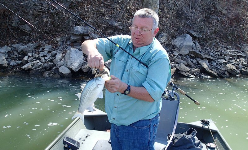 Any lure that resembles a minnow is a good choice for catching white bass. Mike McBride unhooks one of several he caught.