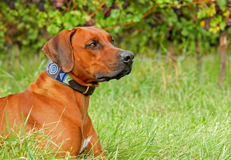 Dogs' keen sense of smell and protection instincts make them invaluable vineyard workers. Image by Couleur from Pixabay