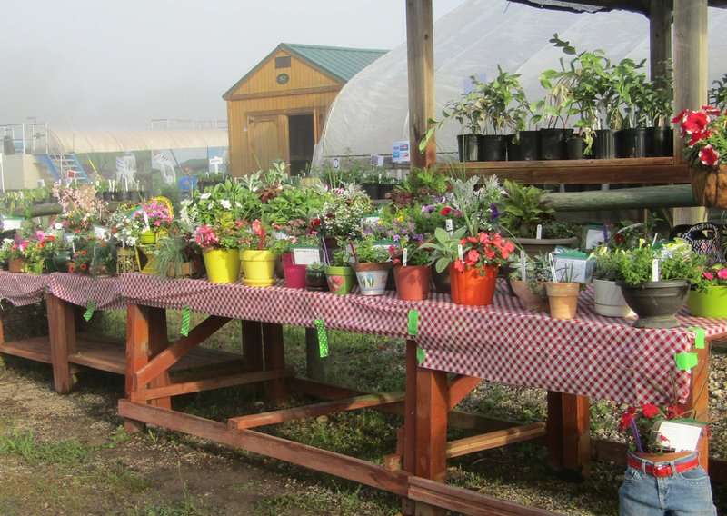 Photo submitted The Bella Vista Garden Club members prepare spring and summer flower pots in many unique forms sure to delight any mother during the month of Mother's Day.