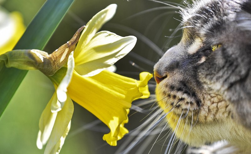 A cat smells at a flower in the warm spring sun in a garden in Gelsenkirchen, Germany, on March 22. (AP Photo/Martin Meissner)