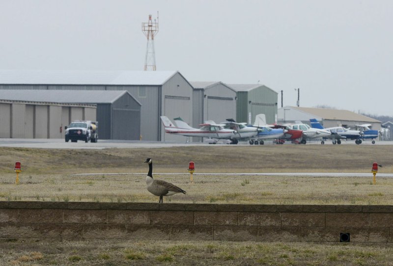 A goose is shown, Friday, March 1, 2019 at the Bentonville Municipal airport in Bentonville.  Bentonville officials are looking at more alternative options to solve the geese problem at the municipal airport after city and elected officials have been contacted by many concerned for the geese's lives. 