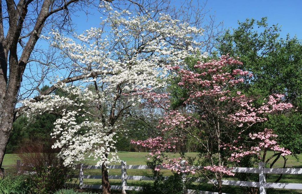 Oak pollen is at high levels right now
