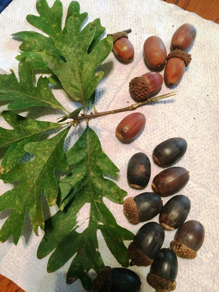 Oak pollen is at high levels right now