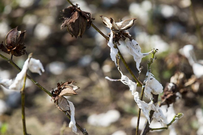 File - This Oct. 11, 2018, file photo, shows branches of a damaged cotton tree in Newton, Ga. New Mexico was the national leader in pecan production last year thanks to Hurricane Michael striking down large swaths of Georgia's pecan crop, new U.S. Department of Agriculture numbers. (Alyssa Pointer/Atlanta Journal-Constitution via AP, File)
