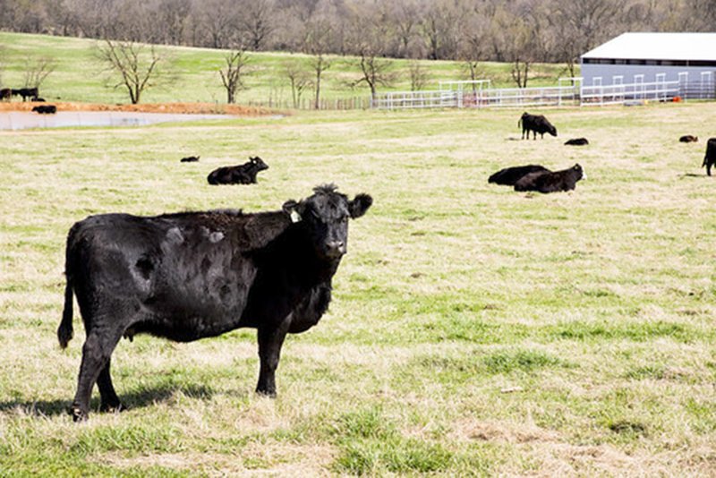 Submitted/FRED MILLER A herd of beef cattle graze near poultry houses in Madison County.