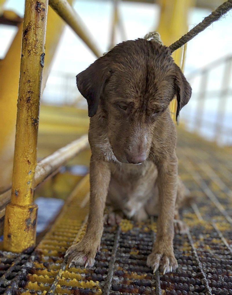 In this Friday, April 12, 2019, photo, a dog sits on an oil rig after being rescued in the Gulf of Thailand. The dog found swimming more than 220 kilometers (135 miles) from shore by an oil rig crew in the Gulf of Thailand was returned safely to land. Vitisak Payalaw, stationed on the rig belonging to Chevron Thailand Exploration and Production, said on his Facebook page the dog was glimpsed Friday swimming towards the platform, where it got a grip on a pole at sea level. (Vitisak Payalaw via AP)