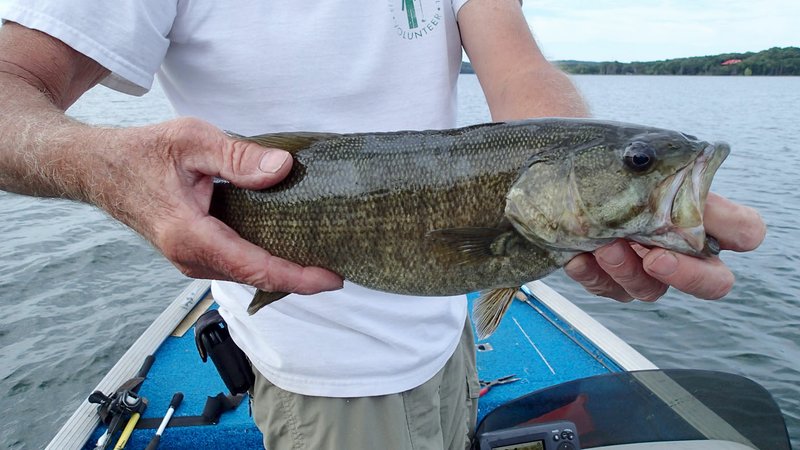 A Black bass caught at Beaver Lake  is shown in this file photo.