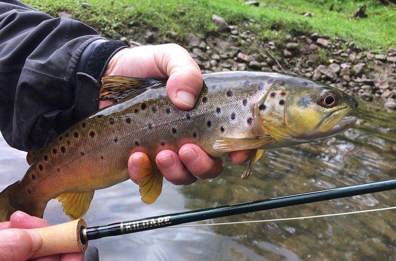 A trout is shown in this file photo.