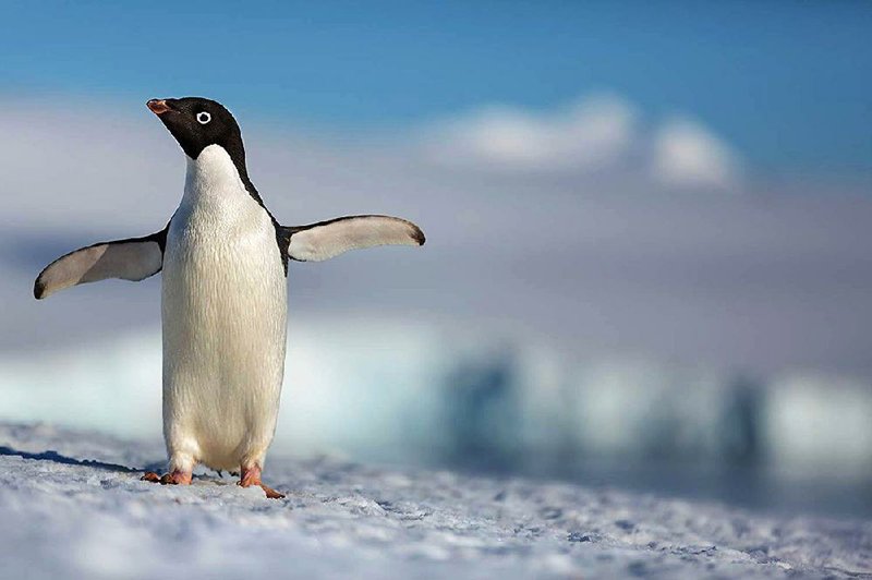 Hatchling Steve goes on a remarkable true-life adventure in the Disneynature documentary Penguins, directed by Alastair Fothergill and Jeff Wilson. 