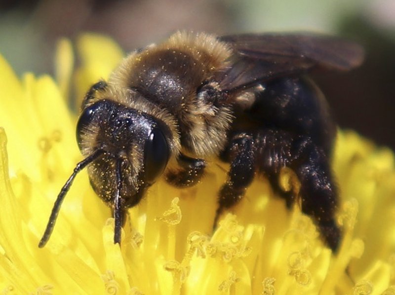 This 2018 photo provided by the University of New Hampshire shows a ground nesting bee pollinating a flower in New Hampshire. The species is one of 14 declining wild bee species identified in a study published in April 2019 by researchers at the university. The new study has found that more than a dozen wild bee species critical to pollinating fruits and vegetables across New England are on the decline. (University of New Hampshire/Molly Jacobson via AP)