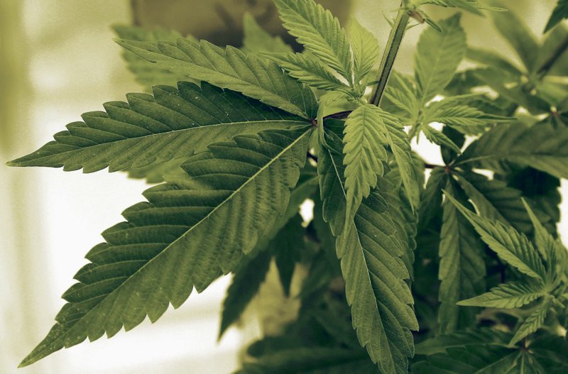 FILE - In this June 17, 2015, file photo, marijuana plants grow at LifeLine Labs in Cottage Grove, Minn. (AP Photo/Jim Mone, File)

