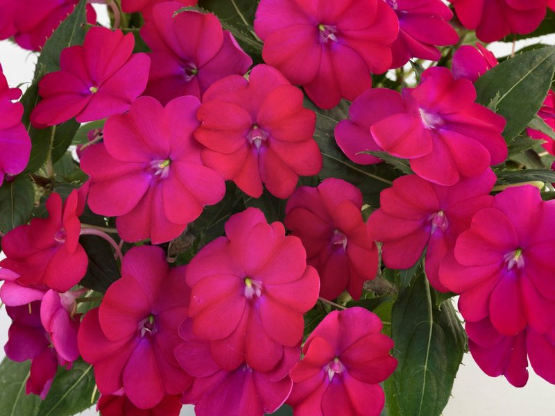 SunPatiens Compact Royal Magenta is one of the Arkansas Diamonds selections.
Photo courtesy Sakata