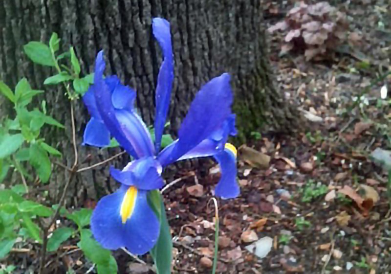 Submitted photo PLANT SALE: Annuals, perennials, succulents, herbs, butterfly, hummingbird, and bee-attracting plants, along with shrubs, trees and more, will be available on Saturday, April 27, at the Master Gardener Plant Sale and Garden Show at the Garland County Fairgrounds.