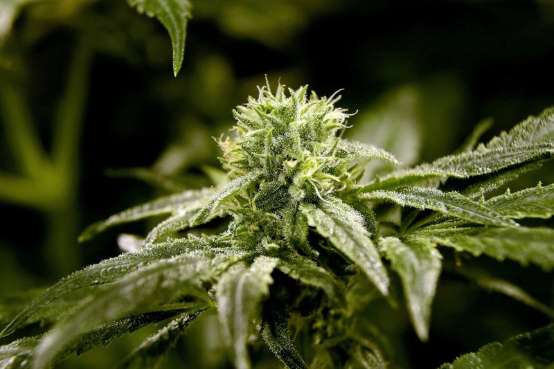 FILE - This March 22, 2019 file photo shows a bud on a marijuana plant at Compassionate Care Foundation's medical marijuana dispensary in Egg Harbor Township, N.J. U.S. retail sales of cannabis products jumped to $10.5 billion last year, a threefold increase from 2017, according to data from Arcview Group, a cannabis investment and market research firm. The figures do not include retail sales of hemp-derived CBD products. (AP Photo/Julio Cortez, File)