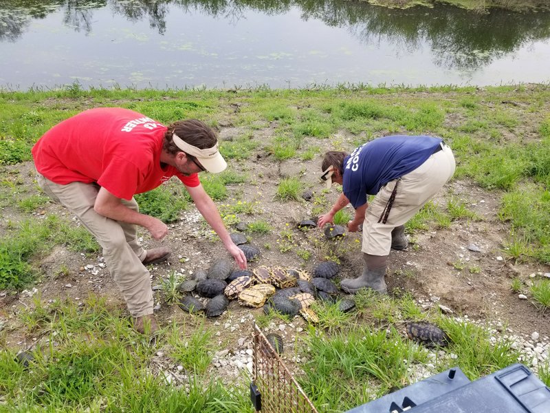Workers release the rescued turtles into the waters of the Mississippi River. (Courtesy West Memphis Animal Shelter)
