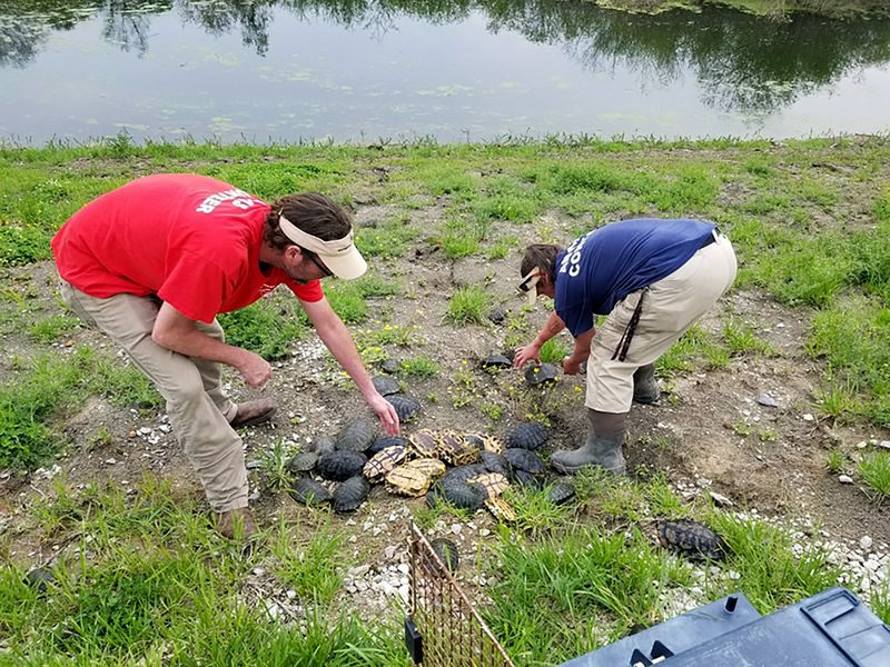 In this April 18, 2019 photo, animal control officers for West Memphis Animal Services help with a turtle rescue effort after the reptiles got trapped in sewage pond filters at a wastewater treatment facility in West Memphis, Ark. Dozens of turtles were rescued and relocated to the Mississippi River. (Trent Stacy/West Memphis Animal Shelter via AP)

