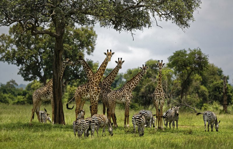 In this Tuesday, March 20, 2018 file photo, giraffes and zebras congregate under the shade of a tree in the afternoon in Mikumi National Park, Tanzania. The Trump administration has taken a first step toward extending protections for giraffes under the Endangered Species Act, following legal pressure from environmental groups. The U.S. Fish and Wildlife Service announced Thursday that its initial review has determined there is "substantial information that listing may be warranted" for giraffes. (AP Photo/Ben Curtis, File)