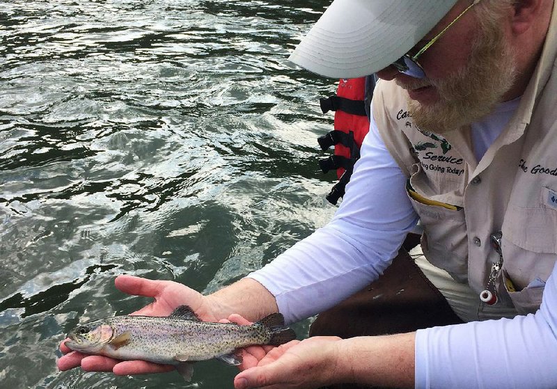 A rainbow trout is shown in this file photo.