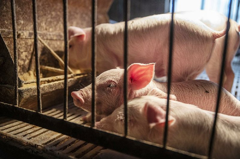 Because of African swine fever, pigs from China can’t be exported and precautions are in place to keep the virus from getting into the United States. 