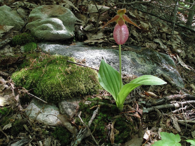 A pink ladyslipper orchid thrives in a forest near New Market, Va. Horticulturists recommend that gardeners purchase their wildflowers from specialty nurseries rather than remove them from their native habitat because growing conditions differ so greatly in residential landscapes. Moreover, the practice often is banned because so much damage can be done to wild populations through digging. (Photo by Dean Fosdick via AP)