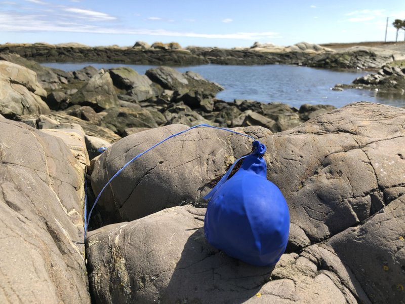 In this Thursday, April 25, 2019 photo, a balloon sits tangled on the rocky coast after washing ashore in Biddeford Pool, Maine. Bills are pending in a growing number of states to ban the feel-good tradition of releasing helium-filled balloons at events, since they have the unintended consequence of spoiling the environment and threatening wildlife. (AP Photo/Robert F. Bukaty)
