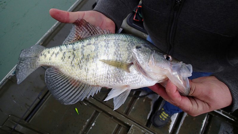 NWA Democrat-Gazette/FLIP PUTTHOFF 
Crappie fishing is good at all lakes in the region this spring.