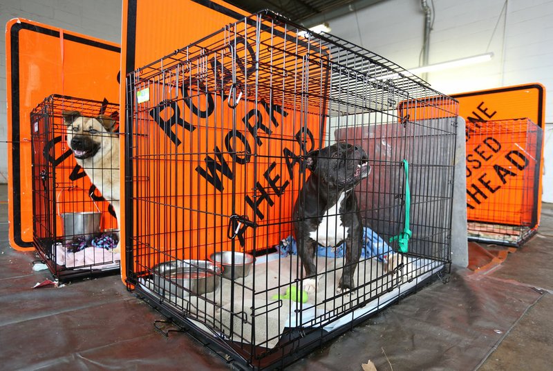 NWA Democrat-Gazette/DAVID GOTTSCHALK Dogs, including Captain (right), a three-year-old American Bully, are housed Monday at Springdale's Public Works building, 269 E. Randal Wobbe Lane in Springdale. Springdale's Animal Shelter is temporarily closed because of an outbreak of distemper.