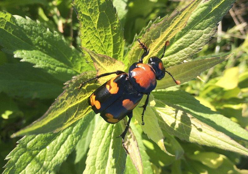In this 2015 photo provided by the U.S. Fish and Wildlife Service is the American burying beetle handled in Rock Island, R.I. U.S. wildlife officials say the endangered carnivorous beetle is making a comeback and should be downlisted to threatened. The beetle was listed as endangered in 1989 after its historic range over 35 states and three Canadian provinces shrank to just eastern Oklahoma and Block Island off the cost of Rhode Island. Officials say populations now also can be found in Arkansas, Kansas, Missouri, Nebraska, South Dakota, Texas, and on Nantucket Island off the coast of Massachusetts. (U.S. Fish and Wildlife Service via AP)