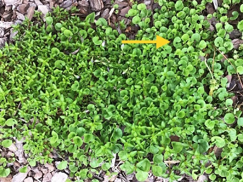 The round-leaf ground cover creeping into a reader’s creeping thyme is green dichondra. 