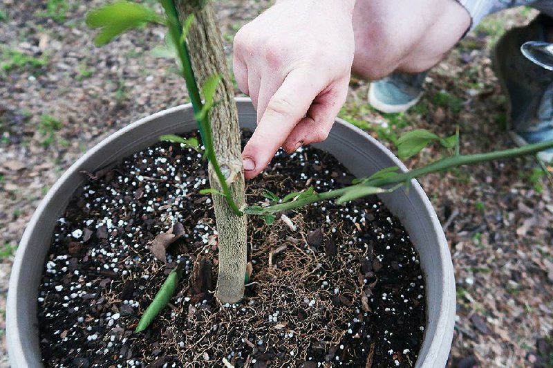 Any sprouts below the graft knot of this orange tree should be pruned away. 