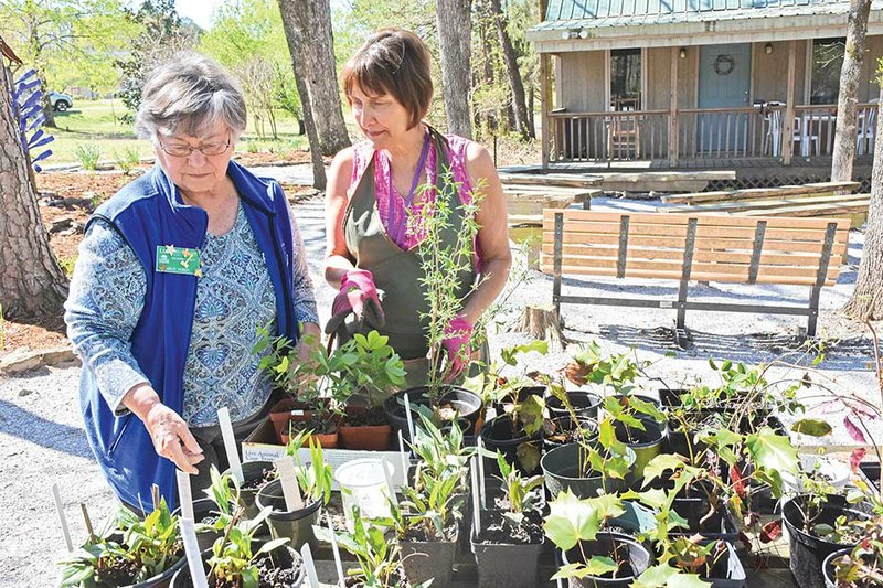 Maud Huber, left, and Edie Calaway work with some of the plants that will be featured at the 16th annual Van Buren Master Gardeners’ Plant Sale. The event is set for 9 a.m. to 1 p.m. Saturday at Ed Leamon Park in Fairfield Bay.