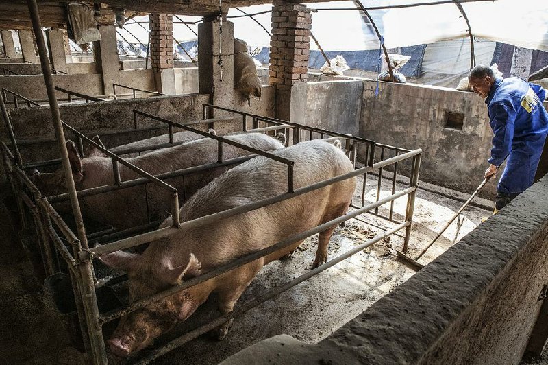 Chinese pig farms like this one in Hebei province have had to cull their herds as China tries to halt the spread of African swine fever. The U.S. says about 1 million Chinese pigs have been slaughtered. 