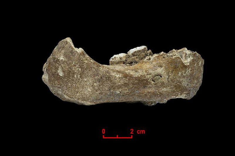 Half of an ancient Denisovan mandible was found in a cave on the Tibetan Plateau at an elevation of more than 10,000 feet. 