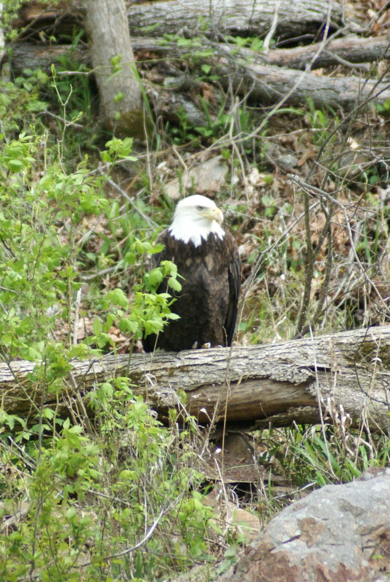Courtesy photo
The Kings River bald eagle is seen along the shore before its rescue and transport to Morning Star Wildlife Rehabilitation Center near Gravette.