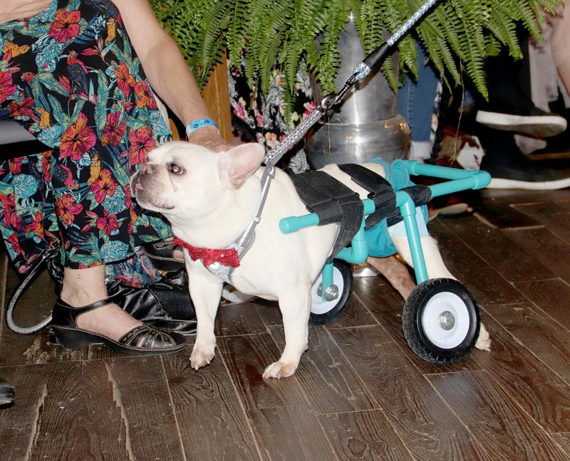 This is Deebo, a 5-year-old French bulldog, who lost the use of his legs when he took a bad fall. He did not have any problems getting around with his back wheels.