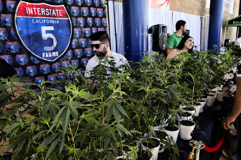 Marijuana clone plants are displayed for sale in October by Interstate 5 Farms at the cannabis-themed Kushstock Festival in Adelanto, Calif. 
