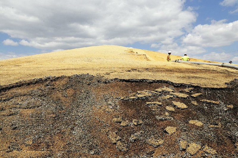 Workers stand atop a mountain of flood-damaged corn seed Friday at the Bartlett Grain Co. elevator in Hamburg, Iowa. 