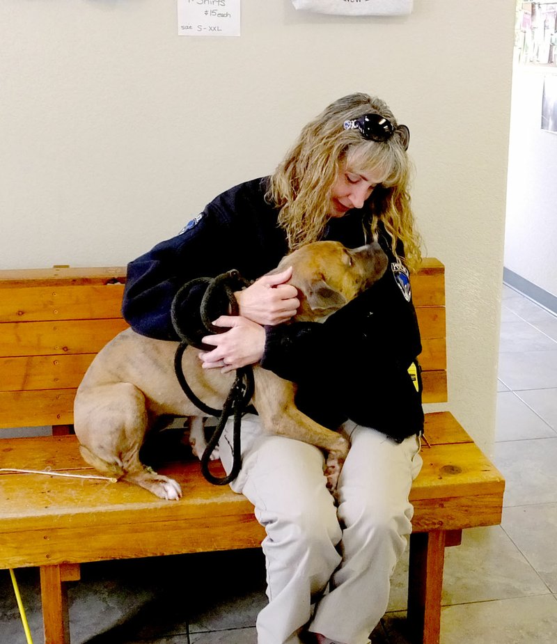 Lynn Atkins/The Weekly Vista Animal control officer Leslie Pratt visits Tank, a pit bull mix she brought into the shelter last week.