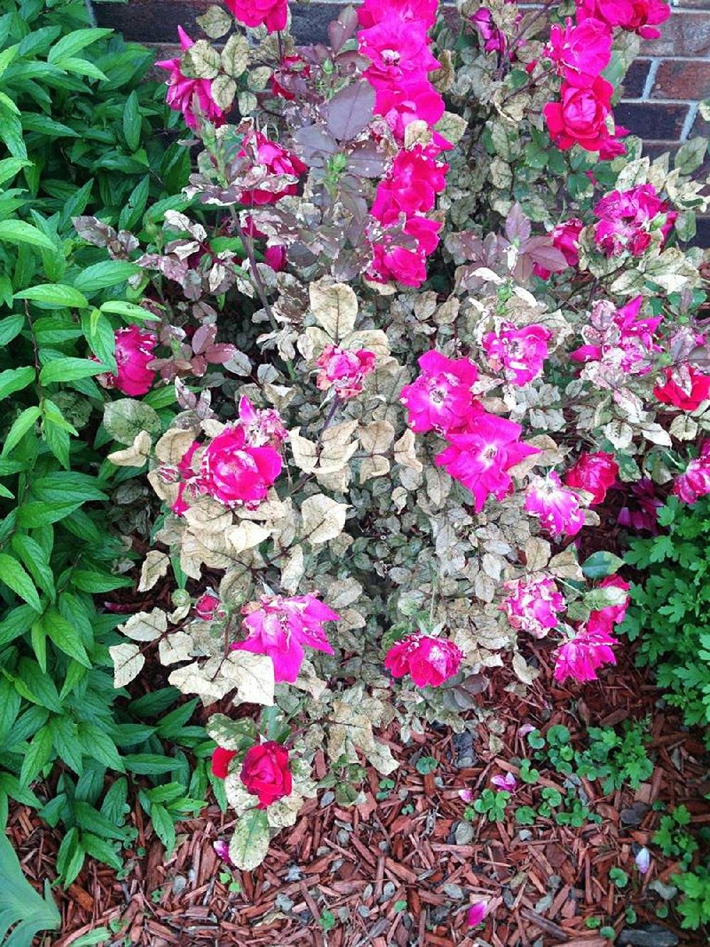 IN THE GARDEN answers readers' questions on roses, hickory tree